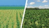 Corn and soybeans
