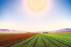 Lucky Strike Farms has a relationship with Cal-Organic Farms, a division of Grimmway Farms, for its organic program, says Lucky Strike president Gib Papazian. Up to 20% of his company’s product line is organic, he says. Shown is a field of organic leafy greens.