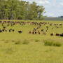 TSCRA investigators seek help finding rustlers.