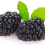 Blackberry