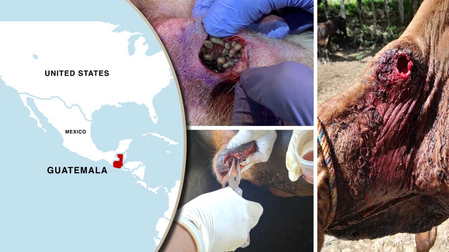 The Smell You'll Never Forget: A Calf Infested with New World Screwworm ...