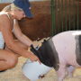 Pig drinking