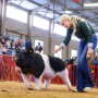 Grand Champion Barrow FWSSR 2023