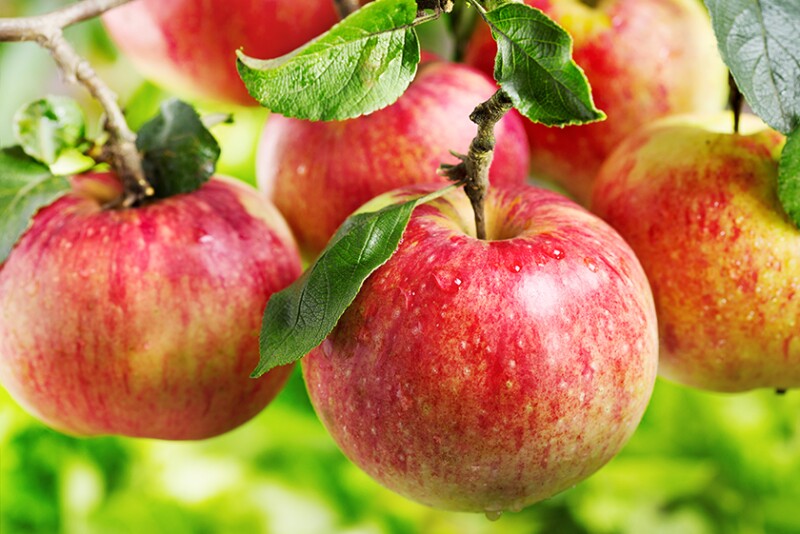 apples