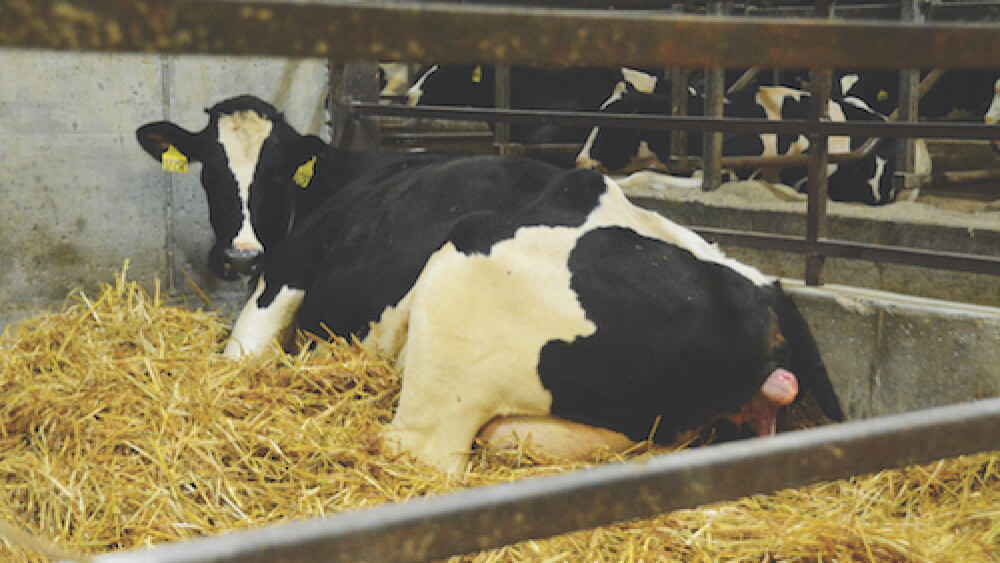 The stress associated with calving creates significant fresh cow challenges.
