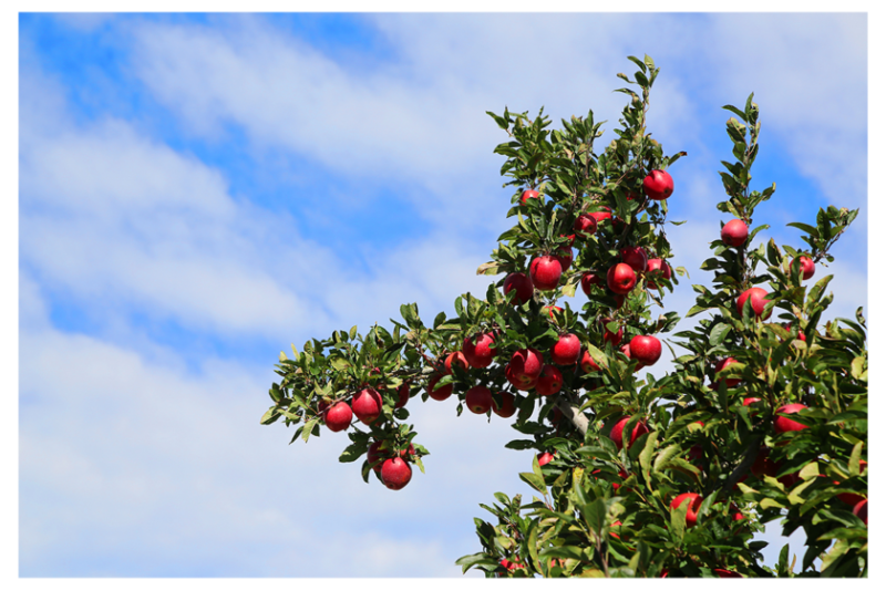 Envy Apple Tree.png