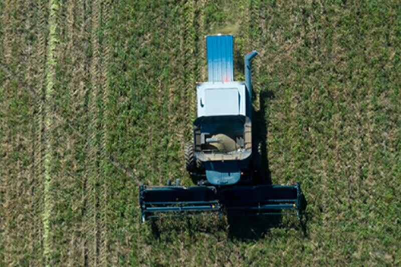 Considering growing hemp for fiber, seed or oil? These are the questions you need to ask to prepare for your first crop. 