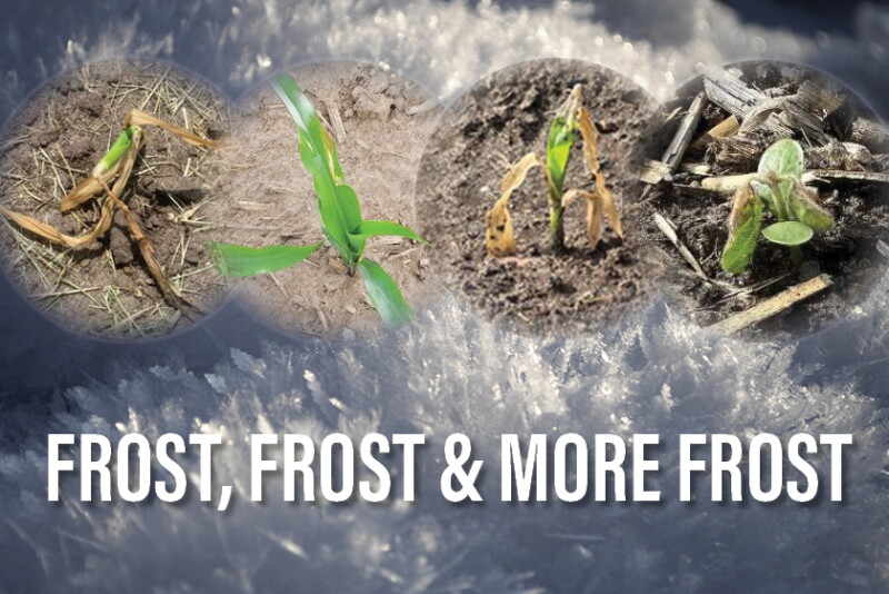 Frost, Frost and More Frost