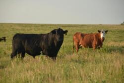 Get ready for breeding season
