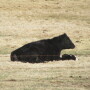 Prepare now for successful calving.