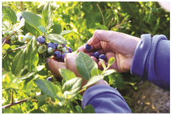 Blueberries.png