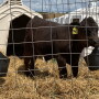 Straight-bred beef embryo transplants offer numerous advantages over dairy/beef crossbreds.