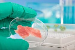 Cell Cultured Meat 