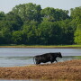 The immediate danger of livestock lost to floodwaters may be receding, but post-flood diseases may now be an issue for cattle operations. 