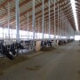 Many U.S. dairy producers use chopped straw in their heifer rations to add fiber and bulk. But a common grain contaminant also may be lurking in straw.