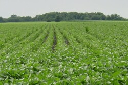 soybean field