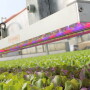 New Zealand based BioLumic uses proprietary UV treatment systems to increase the performance of seedlings and seeds. 