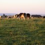Central Oregon pastures