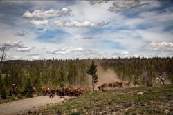 Hereford Cattle Drive