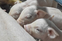 Pigs Nursing
