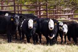 2010_Beef_Cattle_3231