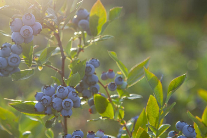 Superfresh blueberries