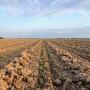 Syngenta has a new soybean seed treatment to protect young seedlings in 2020.