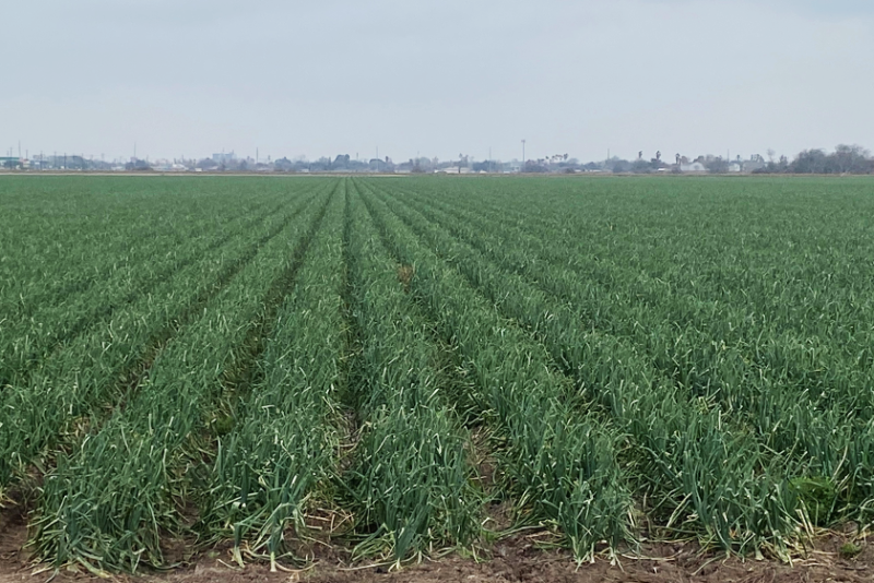 South Texas onions
