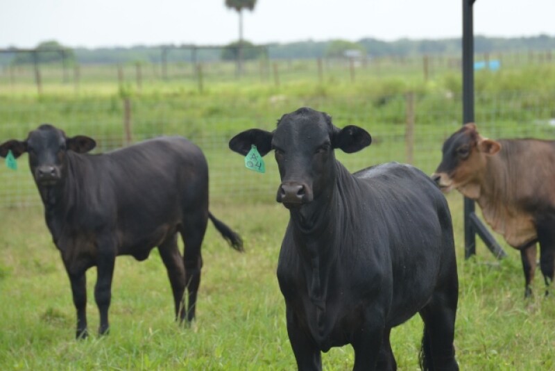 BT_Replacement_Heifers