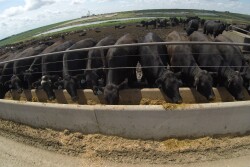 Stock feedlot image