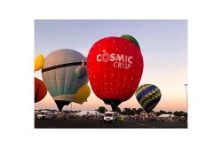 Cosmic Crisp's branded balloon at a recent balloon festival. 