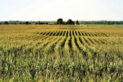 iStock Corn Field Cropped