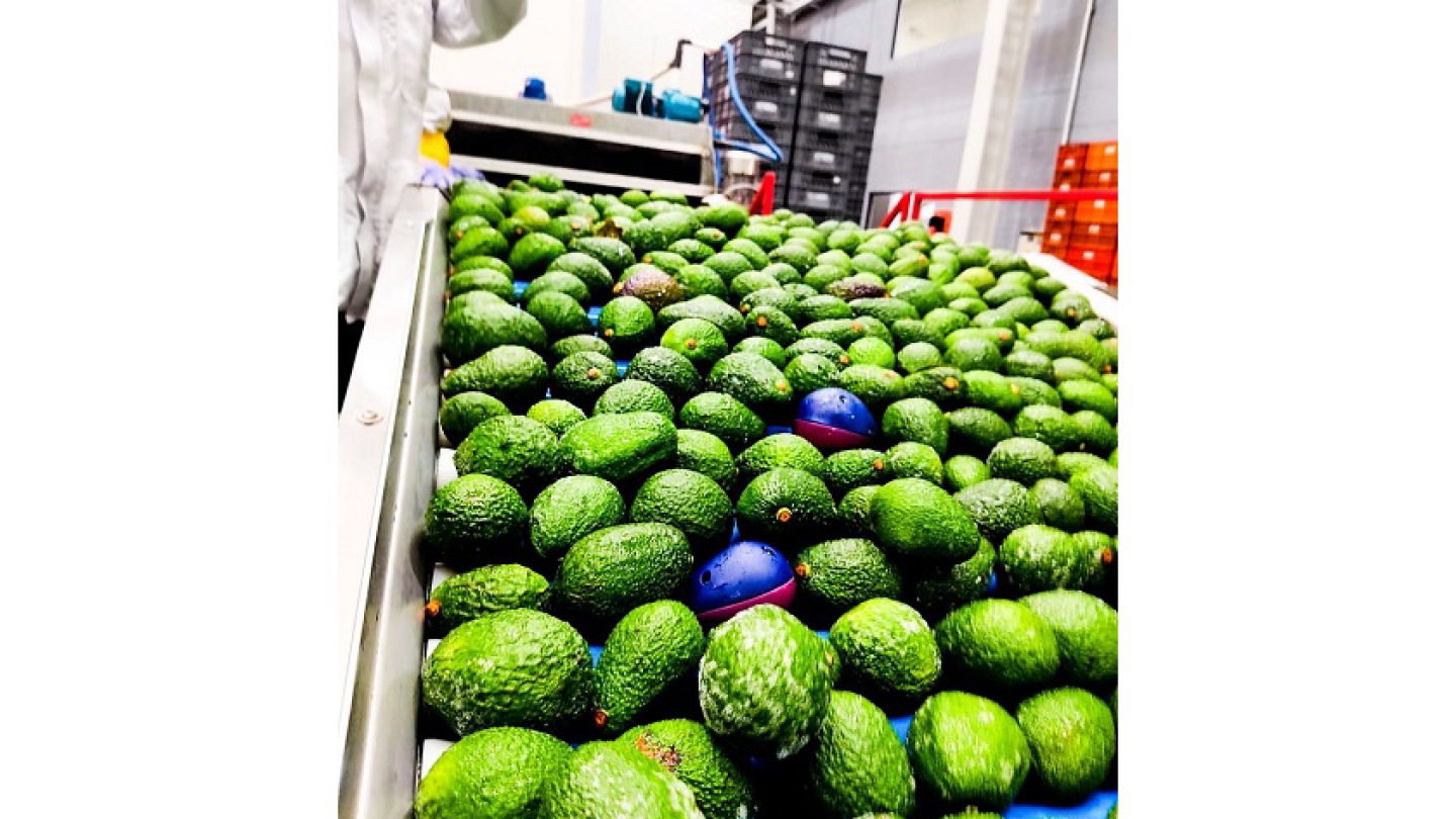 Electronic avocado reveals areas of potential damage - The Packer