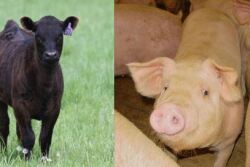 beef pork