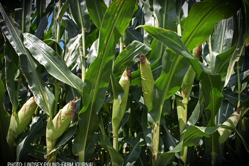 Cornfield by Lindsey Pound