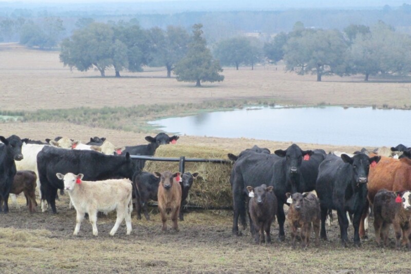 Cattlemen support modernizing NEPA