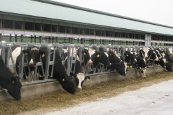 It’s an “old” disease that until recently was virtually eradicated among U.S. cattle. But bovine tuberculosis now is beginning to pop up again, and its effects could be devastating to dairy herds and the workers who care for them.