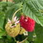 Raspberries in a field