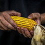 Ear of corn