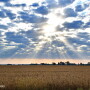 Soybean field at harvest clouds sun sky - Lindsey Pound