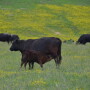 BT_Cow_Calf_Kentucky_Fescue