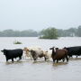 ‘Significant’ amount of ranches affected, industry group says.