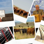 Cattle Scandals 2022