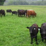 Pennsylvania_Beef_Cattle