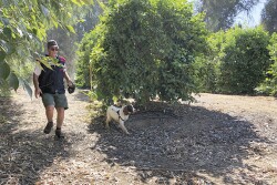 Jerry Bishop, a dog trainer and handler with Florida-based F1-K9, scouts a Ventura County, Calif., lemon grove for HLB-causing bacteria with Bello, a springer spaniel. A number of growers and researchers believe specially trained dogs may be a viable early-detection tool for the devastating citrus disease that threatens the state's citrus industry. 