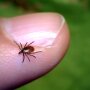 Deer Tick