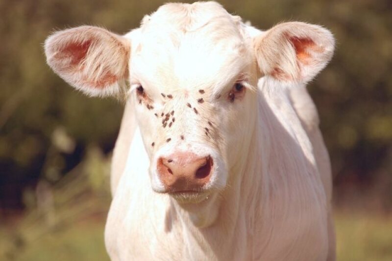 "Reducing face flies potentially reduces pinkeye problems," says University of Missouri Extension Livestock Field Specialist Patrick Davis.

