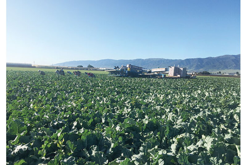 Bengard Ranch Inc. now is harvesting good-quality broccoli and a wide range of other vegetables, says Steve Koran, general manager. “We didn’t have any disruptions with any weather events,” he says.