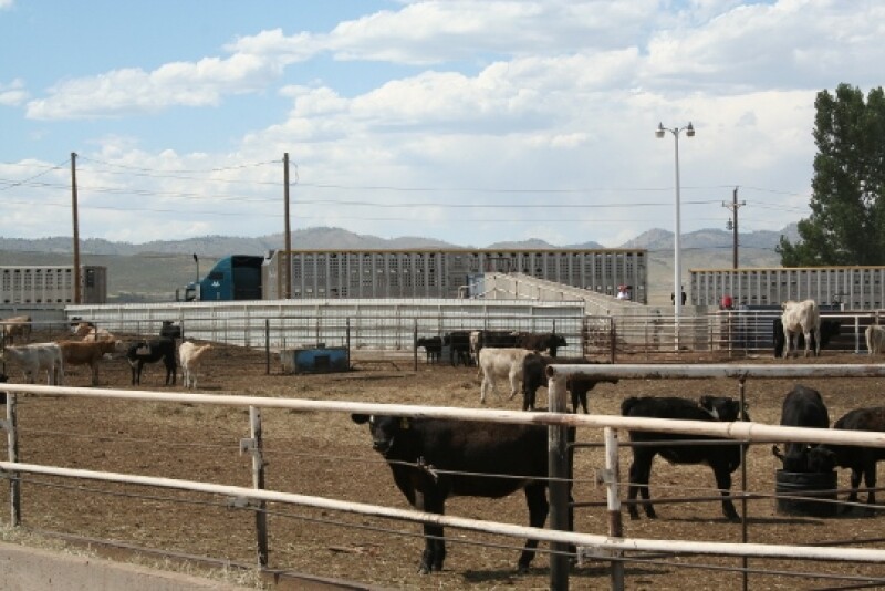 Dietary supplements could help calves remain healthy and hungry through the stressful weaning and receiving periods. 