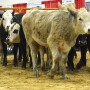 cattle